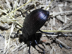 Eleodes acuta
