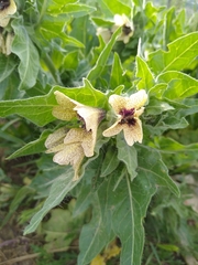 Hyoscyamus niger