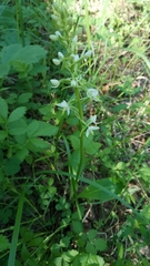 Platanthera bifolia