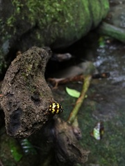 Platyphora