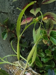 Prosthechea livida