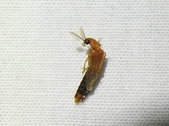 Distremocephalus texanus