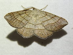 Eumacaria madopata