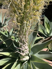 Agave attenuata