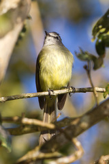Myiopagis viridicata