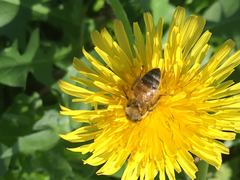 Apis mellifera