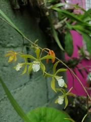 Encyclia stellata