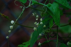 Antigonon flavescens