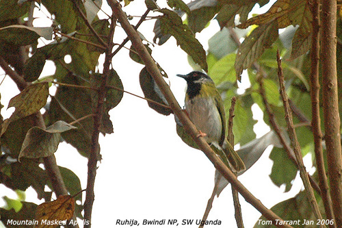 Black-faced Apalis