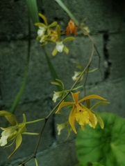Encyclia stellata