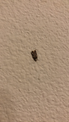 Endrosis sarcitrella