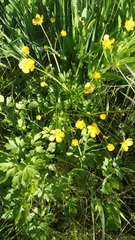 Ranunculus repens