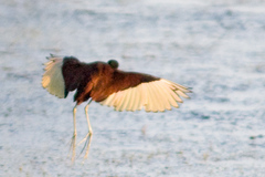 Jacana spinosa