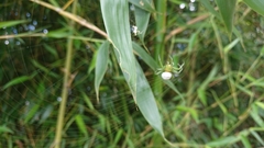 Aoaraneus pentagrammicus