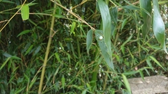 Aoaraneus pentagrammicus