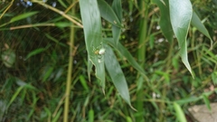 Aoaraneus pentagrammicus