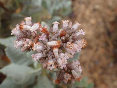 Image of Eriodictyon traskiae by (c) George Williams, some rights reserved (CC BY)