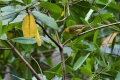 Setophaga petechia erithachorides