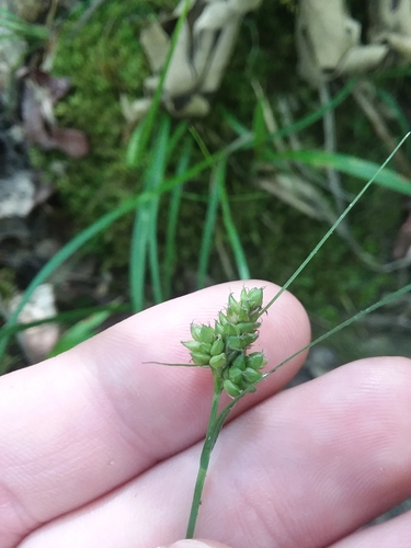 Hirsute sedge (Carex complanata)
