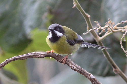 Black-throated Apalis