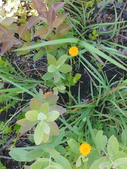 Polygala lutea