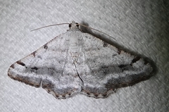 Digrammia denticulata