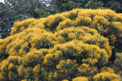 Vochysiaceae