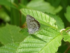 Celastrina lucia