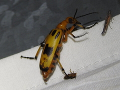 Pyrota punctata