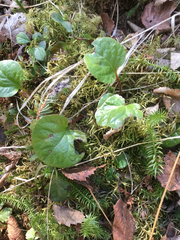 Pyrola asarifolia