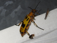 Pyrota punctata