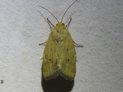 Heliocheilus paradoxus