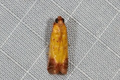 Nephopterix chryserythra