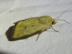 Heliocheilus paradoxus