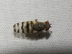 Pseudotephritina cribellum