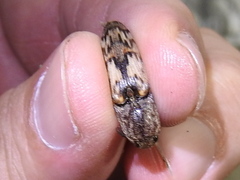 Pherhimius fascicularis