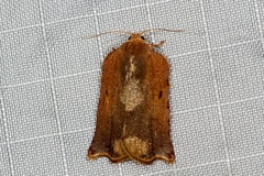 Homona mermerodes