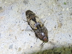 Pherhimius fascicularis