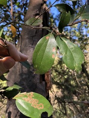 Cryptocarya triplinervis triplinervis