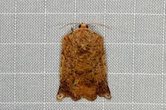 Homona spargotis