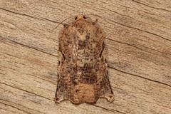 Homona spargotis