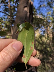 Cryptocarya triplinervis triplinervis