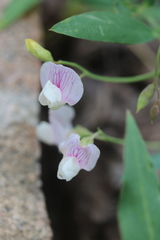 Lathyrus lanszwertii