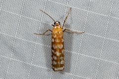 Atteva charopis