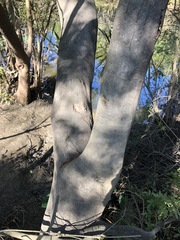 Cryptocarya triplinervis triplinervis