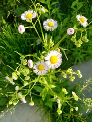 Erigeron