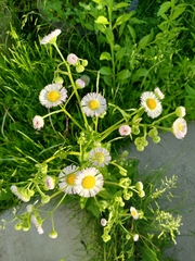 Erigeron