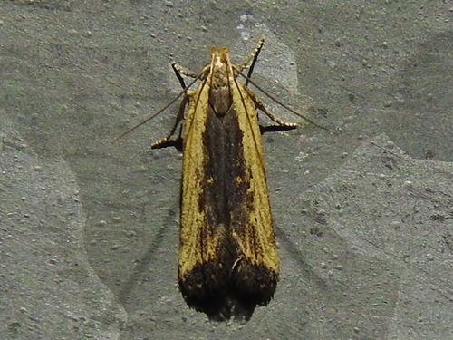 Dichomeris simpliciella photo 5