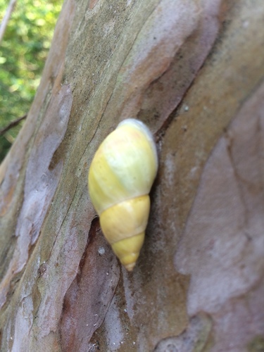 Sulfur Cone