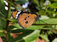 Danaus chrysippus